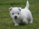 West Highland White Terrier Puppies for sale in Lingle, WY 82223, USA. price: NA