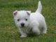 West Highland White Terrier Puppies for sale in Warwick, RI, USA. price: NA