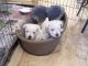 West Highland White Terrier Puppies for sale in El Paso, TX, USA. price: $500