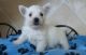 West Highland White Terrier Puppies for sale in Little Rock, AR, USA. price: NA