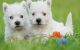 West Highland White Terrier Puppies for sale in York, SC 29745, USA. price: NA