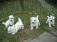 West Highland White Terrier Puppies for sale in Santa Clara, CA, USA. price: NA