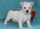 West Highland White Terrier Puppies for sale in San Francisco, CA, USA. price: NA