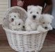 West Highland White Terrier Puppies for sale in Tulsa, OK, USA. price: NA