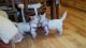 West Highland White Terrier Puppies for sale in Spokane, WA, USA. price: NA
