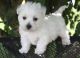 West Highland White Terrier Puppies for sale in Bakersfield, CA, USA. price: NA