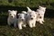 West Highland White Terrier Puppies for sale in California St, San Francisco, CA, USA. price: NA