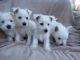 West Highland White Terrier Puppies for sale in Texas City, TX, USA. price: NA
