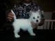 West Highland White Terrier Puppies for sale in Lehigh Acres, FL, USA. price: NA