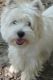 West Highland White Terrier Puppies for sale in NJ-38, Cherry Hill, NJ 08002, USA. price: NA