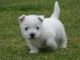West Highland White Terrier Puppies for sale in St. Louis, MO, USA. price: NA