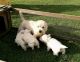 West Highland White Terrier Puppies for sale in Paterson, NJ, USA. price: NA