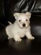 West Highland White Terrier Puppies for sale in Maryland City, MD, USA. price: NA