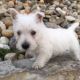 West Highland White Terrier Puppies for sale in Canton, OH, USA. price: $750