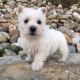 West Highland White Terrier Puppies for sale in Canton, OH, USA. price: $750