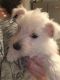 West Highland White Terrier Puppies for sale in Los Angeles, CA, USA. price: NA