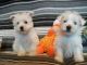 West Highland White Terrier Puppies for sale in Peachtree Rd NE, Atlanta, GA, USA. price: $400