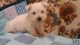 West Highland White Terrier Puppies for sale in Bonners Ferry, ID 83805, USA. price: NA