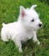 West Highland White Terrier Puppies for sale in New Haven, MI 48050, USA. price: $350