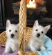 West Highland White Terrier Puppies for sale in Chesterfield Township, MI, USA. price: NA