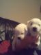 West Highland White Terrier Puppies for sale in MD-355, Bethesda, MD, USA. price: $300