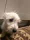 West Highland White Terrier Puppies for sale in MD-355, Bethesda, MD, USA. price: NA