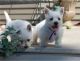 West Highland White Terrier Puppies for sale in Idaho Falls, ID, USA. price: NA