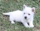 West Highland White Terrier Puppies for sale in Bloomington, ID 83223, USA. price: NA