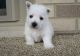 West Highland White Terrier Puppies for sale in Austin St, Corpus Christi, TX, USA. price: NA