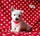 West Highland White Terrier Puppies for sale in Canton, OH, USA. price: $799