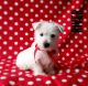 West Highland White Terrier Puppies for sale in Canton, OH, USA. price: $799