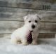 West Highland White Terrier Puppies for sale in Canton, OH, USA. price: NA