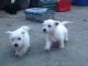 West Highland White Terrier Puppies for sale in Portland, OR, USA. price: NA