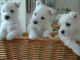 West Highland White Terrier Puppies for sale in San Francisco, CA 94124, USA. price: NA