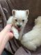 West Highland White Terrier Puppies for sale in Birmingham, AL, USA. price: NA