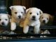 West Highland White Terrier Puppies for sale in 58503 Rd 225, North Fork, CA 93643, USA. price: NA