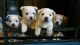 West Highland White Terrier Puppies for sale in Eustis, FL, USA. price: NA