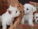 West Highland White Terrier Puppies for sale in Boston, MA 02114, USA. price: $450