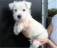 West Highland White Terrier Puppies for sale in Little Rock, AR, USA. price: $500