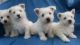 West Highland White Terrier Puppies for sale in OR-99W, McMinnville, OR 97128, USA. price: NA