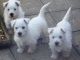 West Highland White Terrier Puppies for sale in Bowman, SC 29018, USA. price: $400