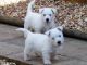 West Highland White Terrier Puppies for sale in Colfax, IN 46035, USA. price: NA