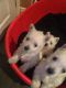 West Highland White Terrier Puppies for sale in Brooklyn, MS 39425, USA. price: NA