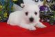 West Highland White Terrier Puppies for sale in Canton, OH, USA. price: $1,150