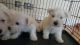 West Highland White Terrier Puppies for sale in Michigan Ave, Inkster, MI 48141, USA. price: NA