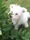 West Highland White Terrier Puppies for sale in Massachusetts Ave, Cambridge, MA, USA. price: $550
