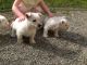 West Highland White Terrier Puppies for sale in Pennsylvania Turnpike, Pennsylvania, USA. price: NA
