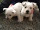 West Highland White Terrier Puppies for sale in Michigan Ave, Inkster, MI 48141, USA. price: $600