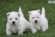West Highland White Terrier Puppies for sale in Massachusetts Ave, Cambridge, MA, USA. price: NA