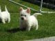 West Highland White Terrier Puppies for sale in Bloomfield Ave, Bloomfield, CT 06002, USA. price: $600